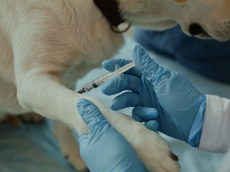 Inilalathala ng AIM Vaccine ang Pinakabagong Preclinical Data ng mRNA Rabies Vaccine sa 