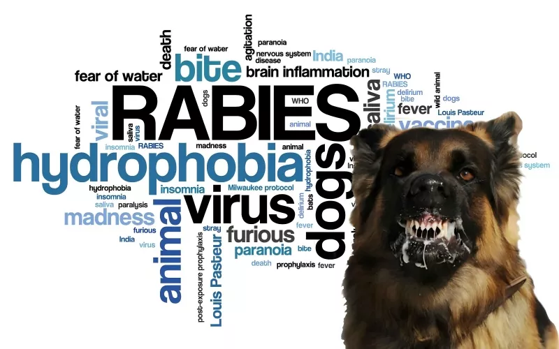 Expert Consensus on Post-Exposure Prophylaxis of Rabies in Children (2025 Edition)